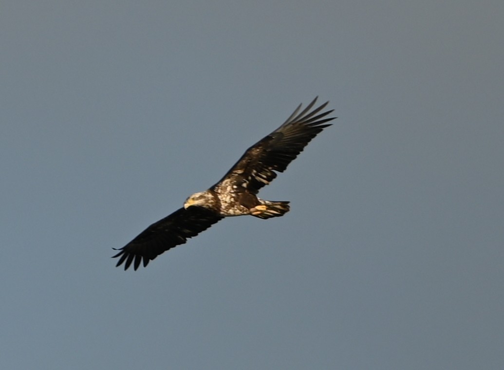 orel bělohlavý - ML646319310