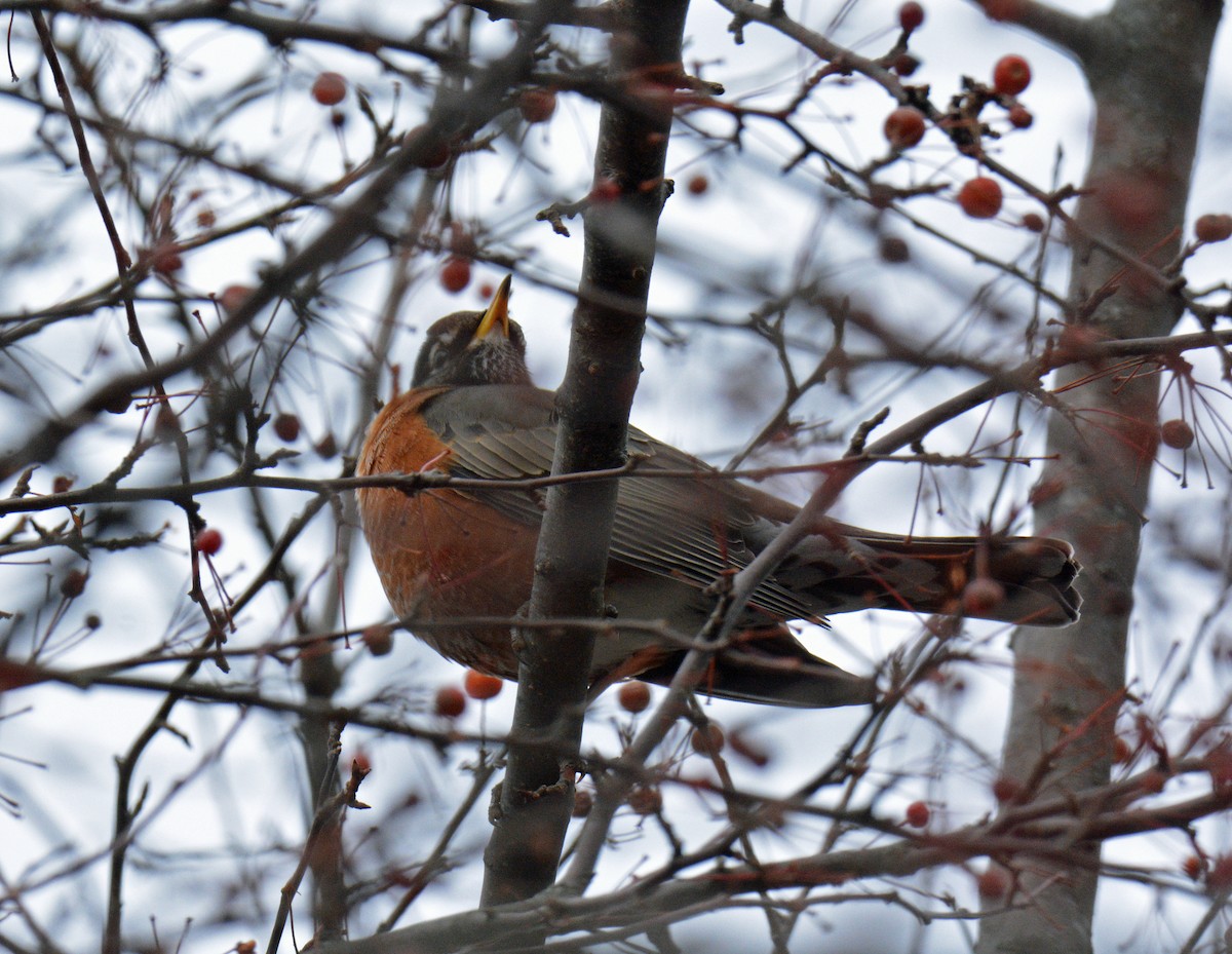Göçmen Ardıç - ML646319311