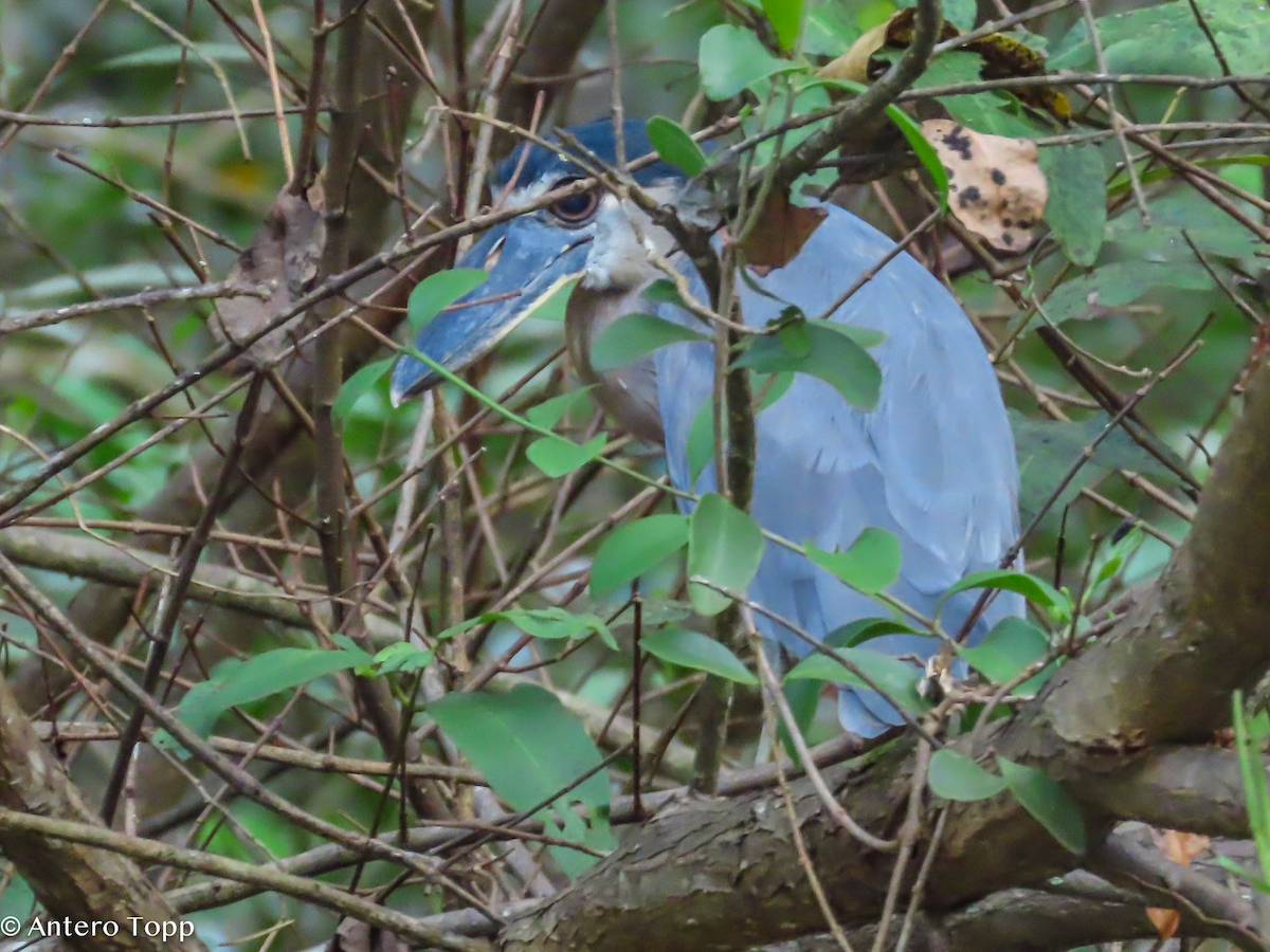 Boat-billed Heron - ML646319314