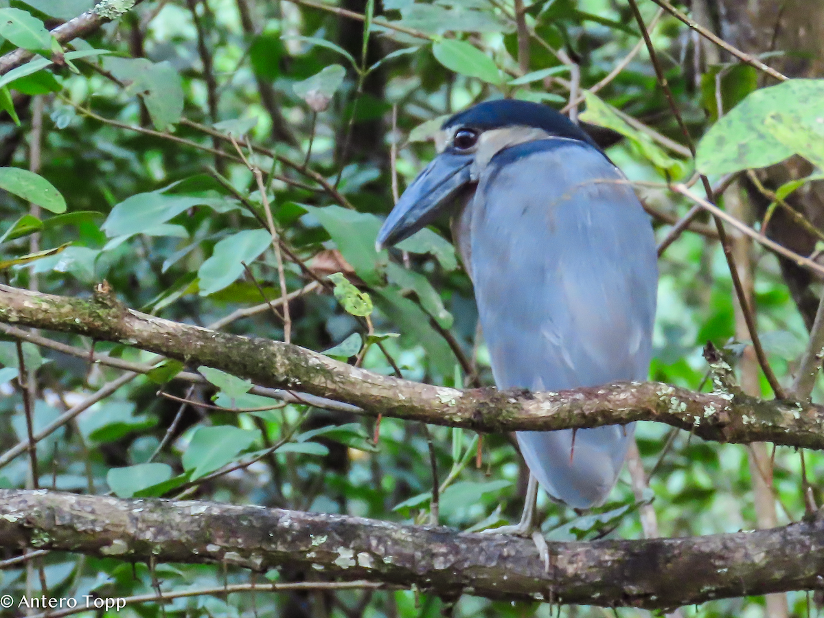 Boat-billed Heron - ML646319315
