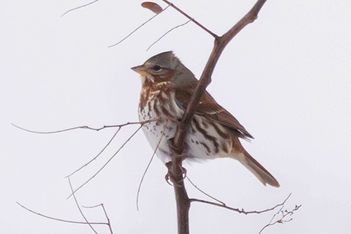 Fox Sparrow - ML646319316