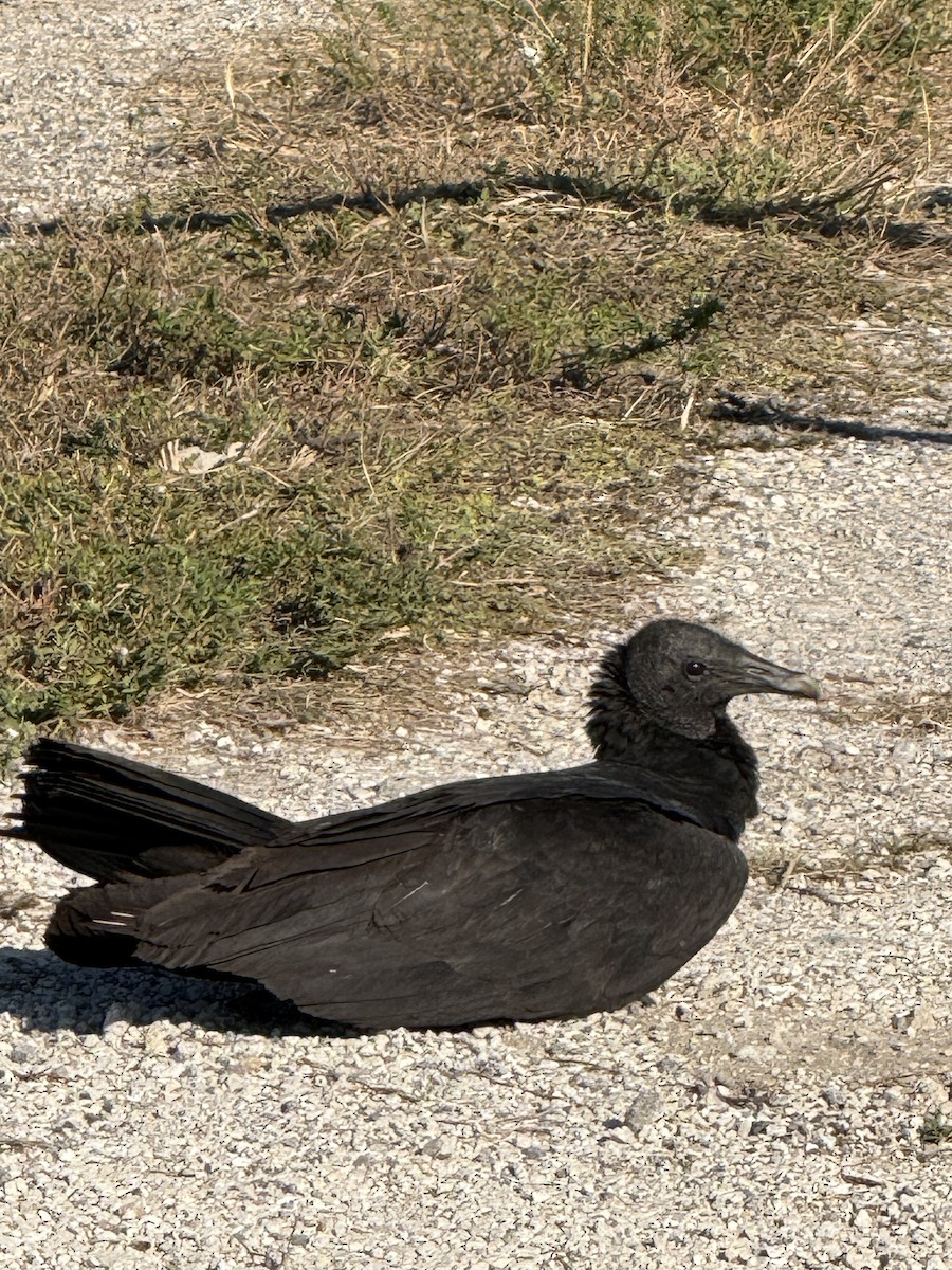 Катарта чорна - ML646319319