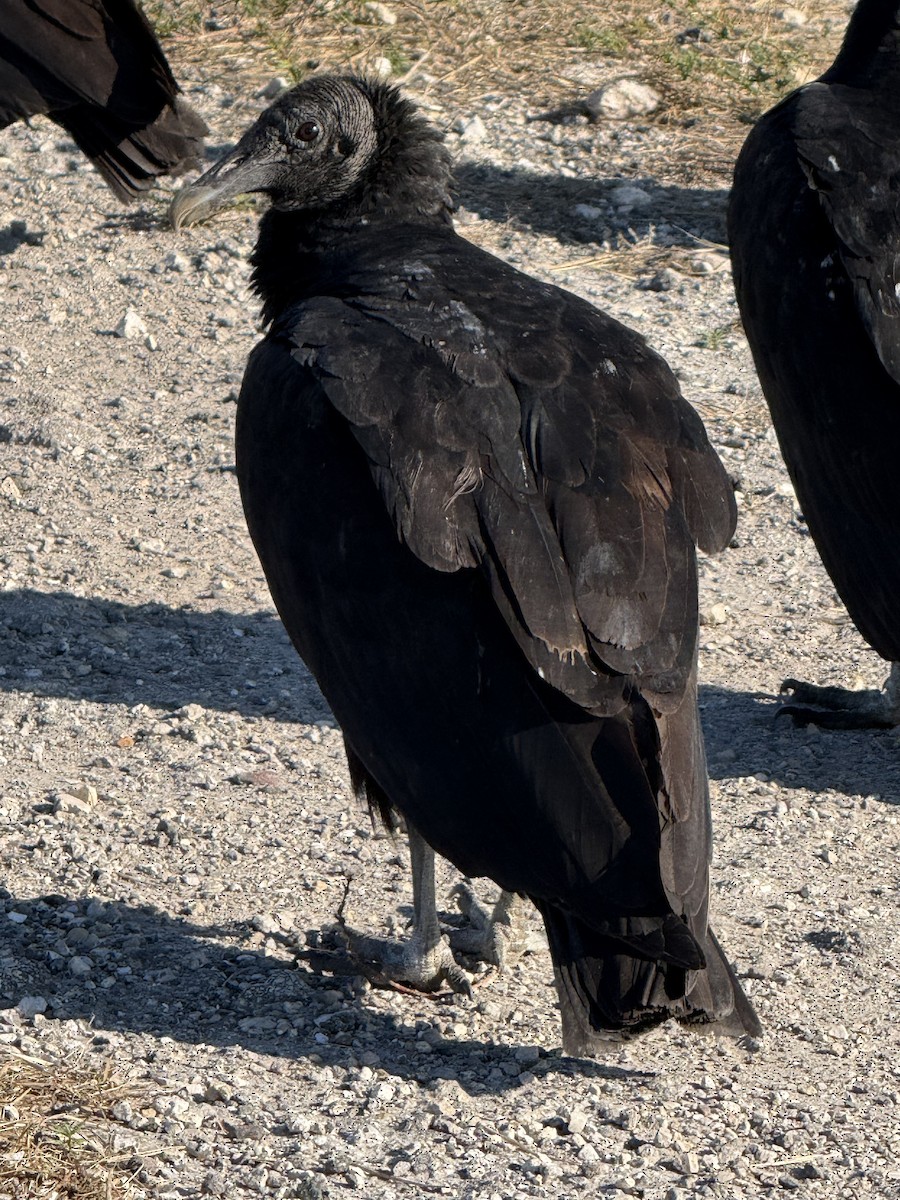 Катарта чорна - ML646319320