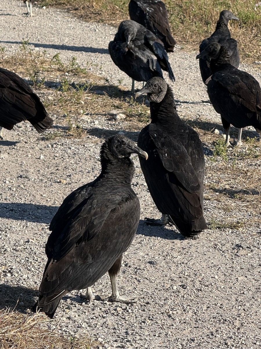 Катарта чорна - ML646319321