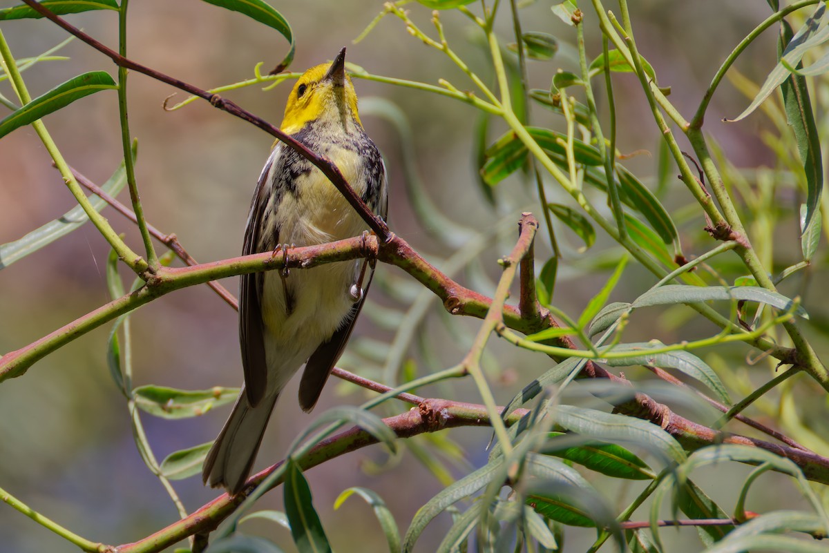 Black-throated Green Warbler - ML646319322