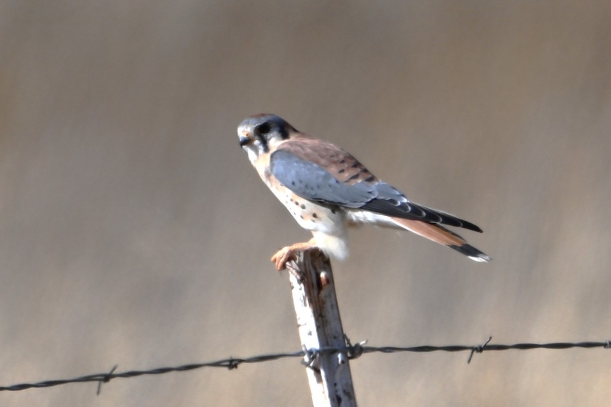 American Kestrel - ML646319324