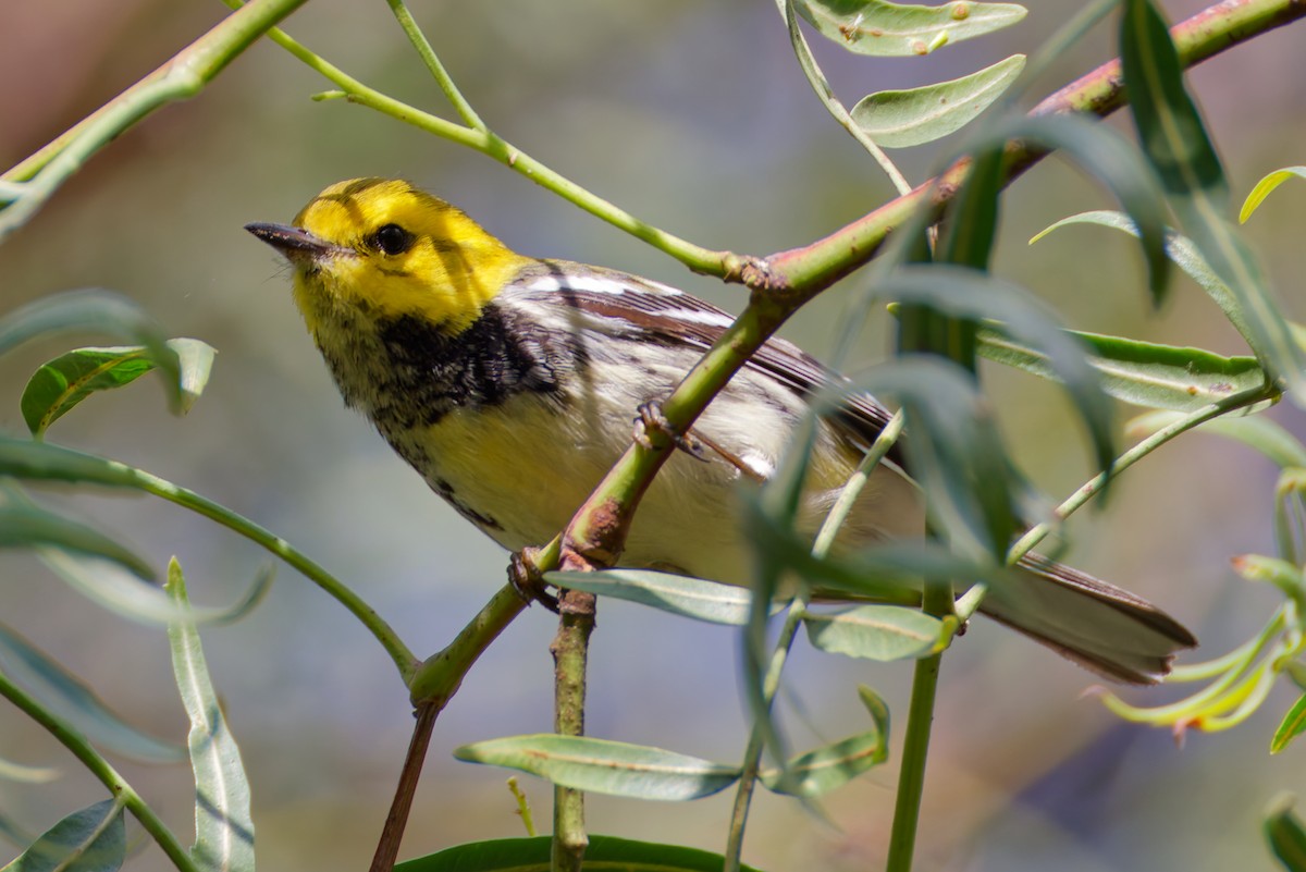 Black-throated Green Warbler - ML646319325