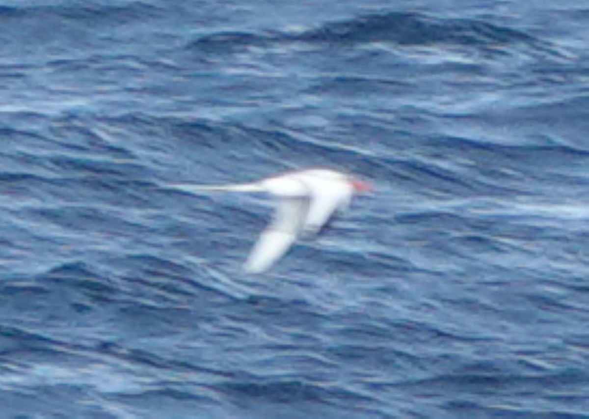 アカハシネッタイチョウ - ML646319327