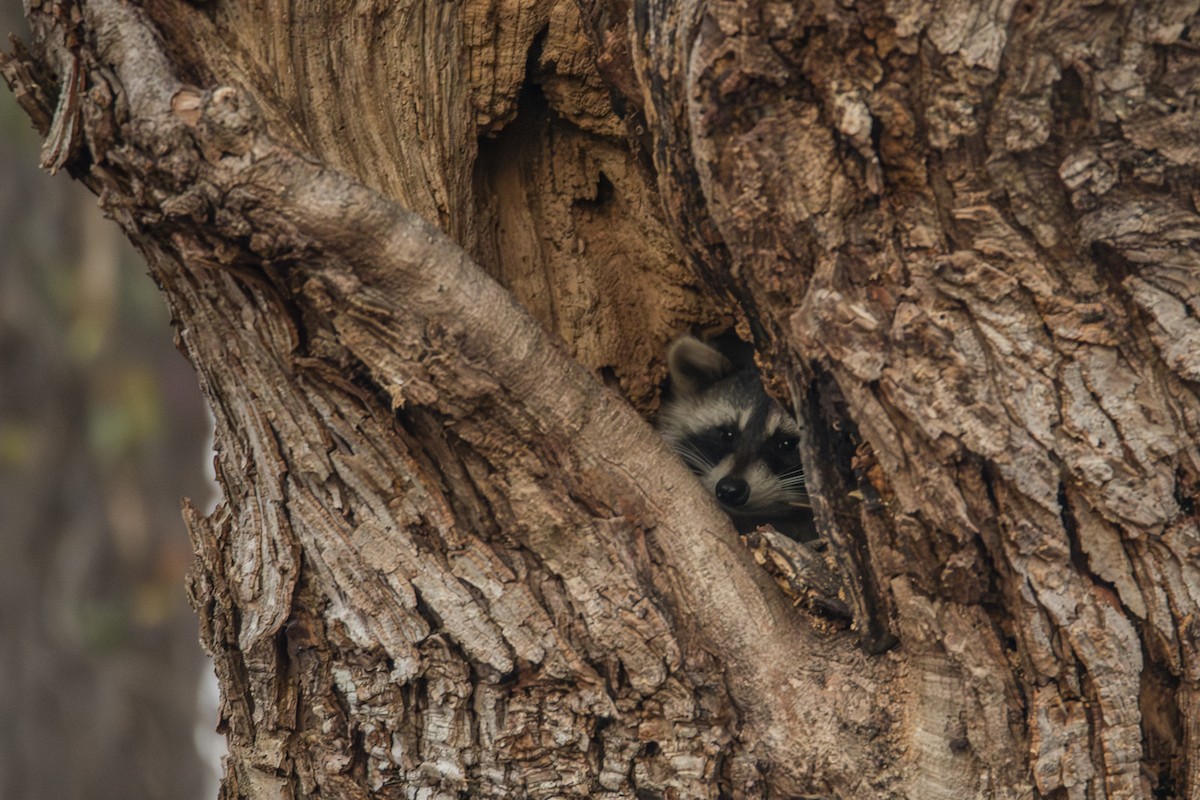 Eastern Raccoon - ML646319330