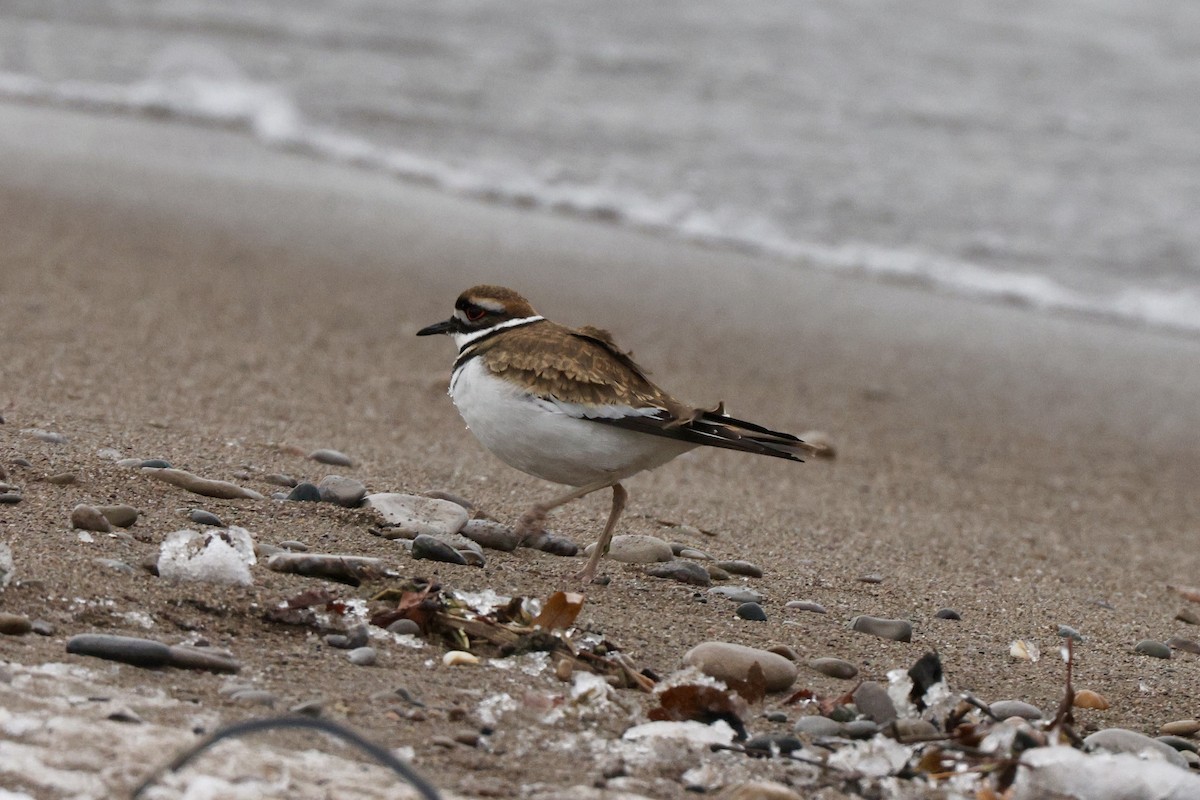 Killdeer - ML646319331