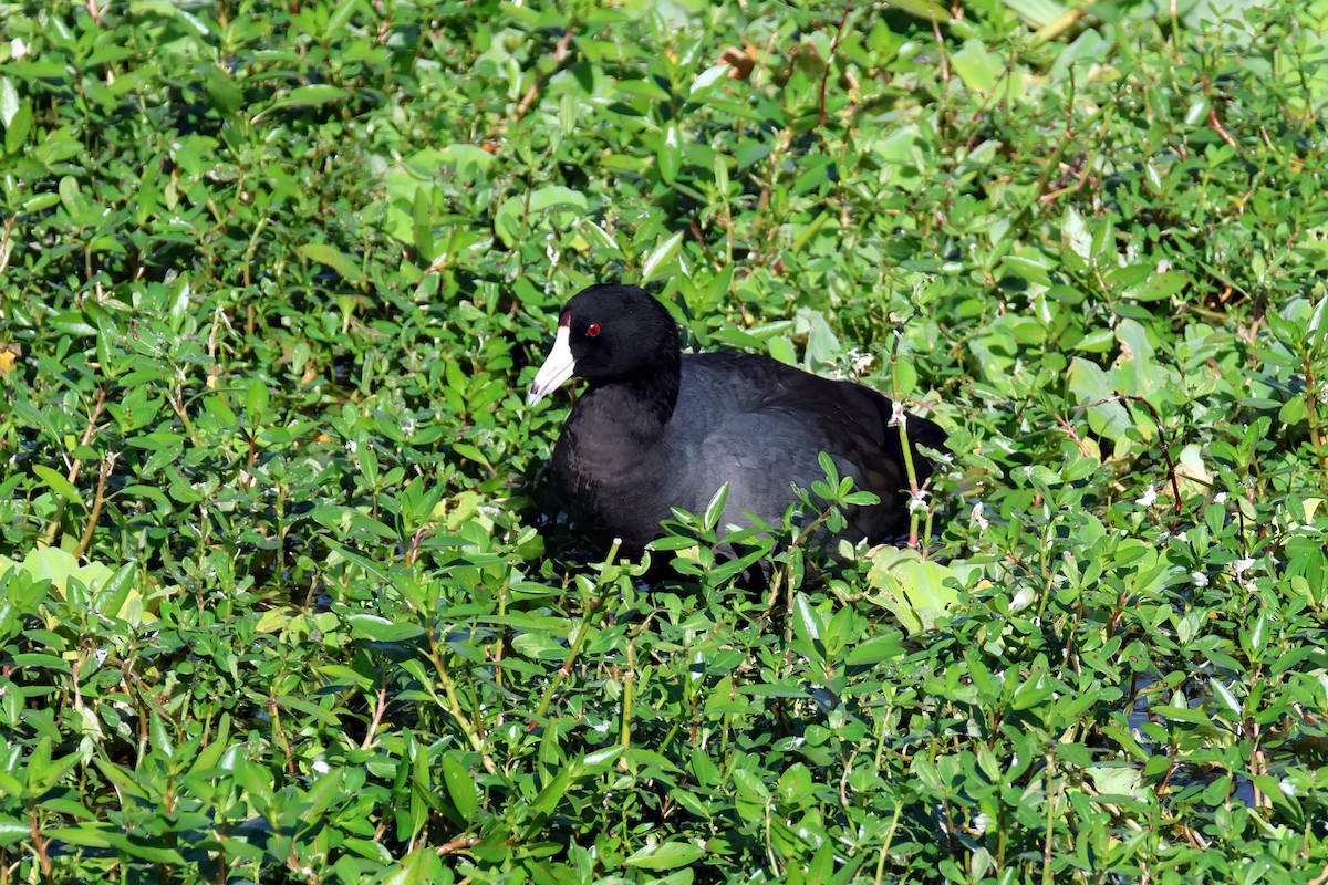 Лиска американська - ML646319333