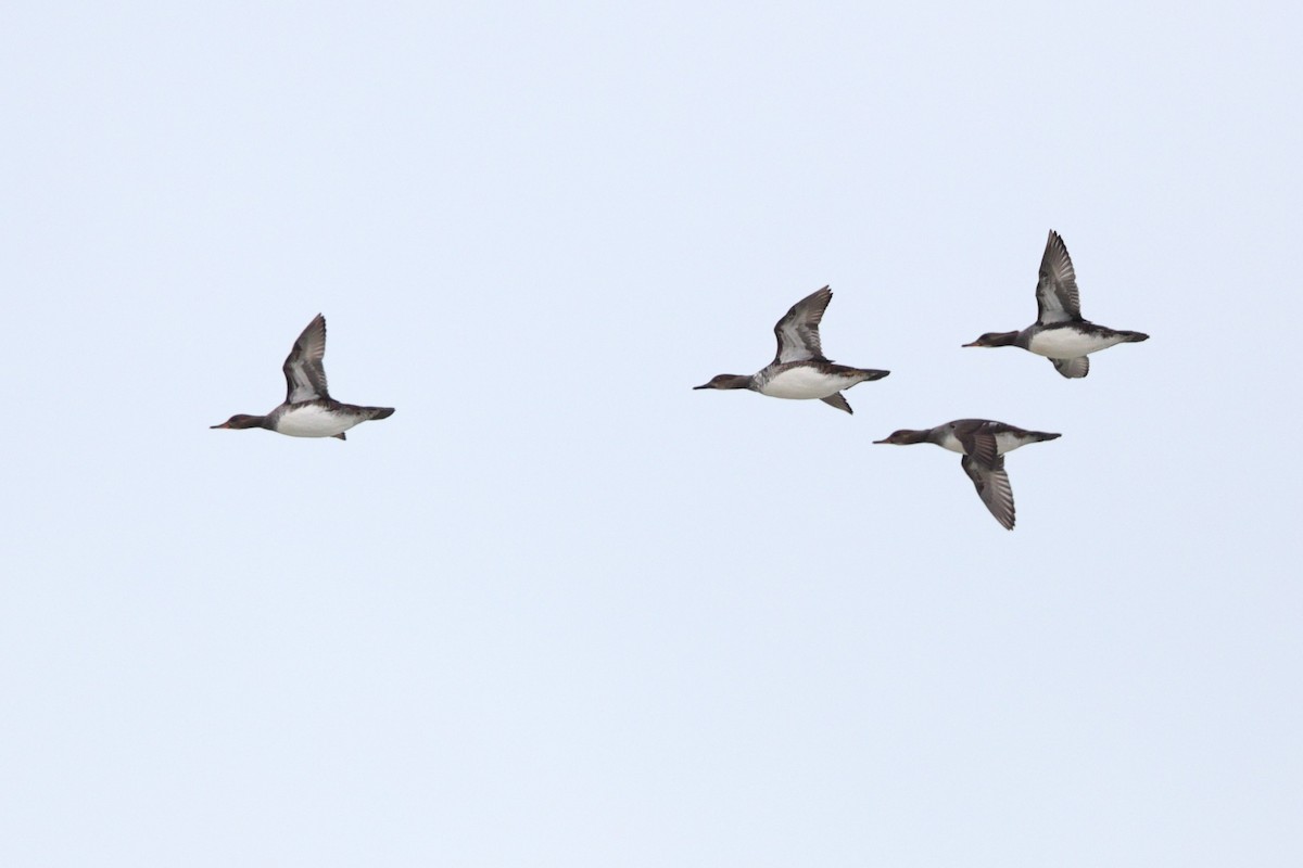 Hooded Merganser - ML646319334