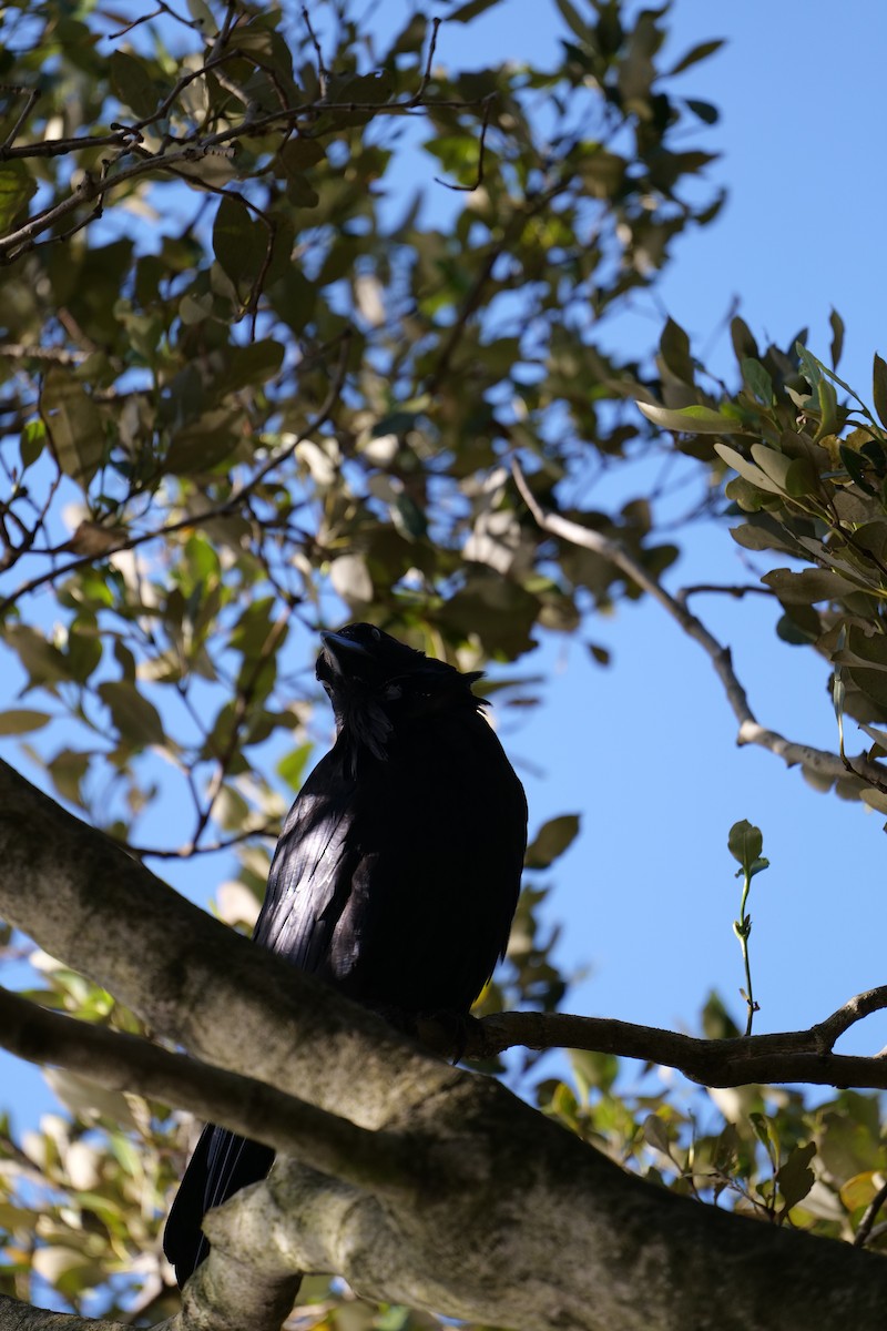 krkavec australský - ML646319337