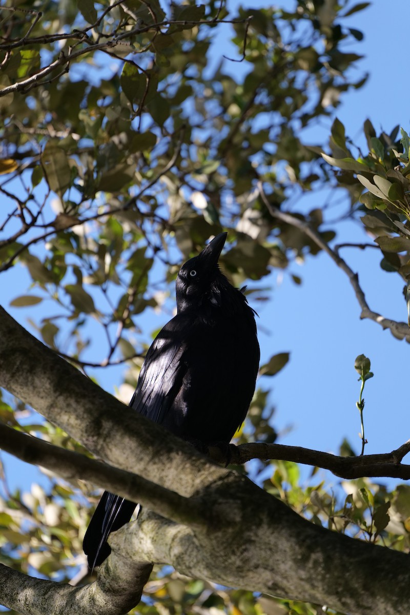 krkavec australský - ML646319338