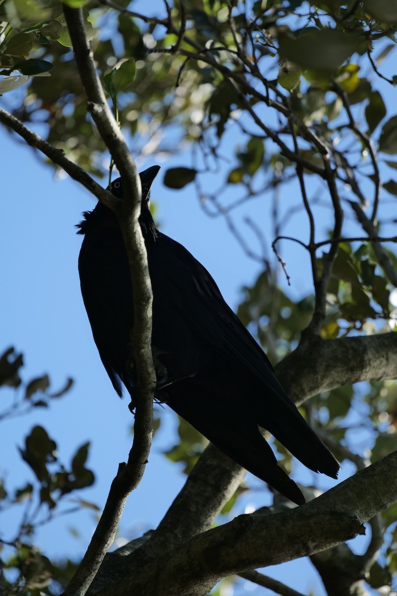 krkavec australský - ML646319339