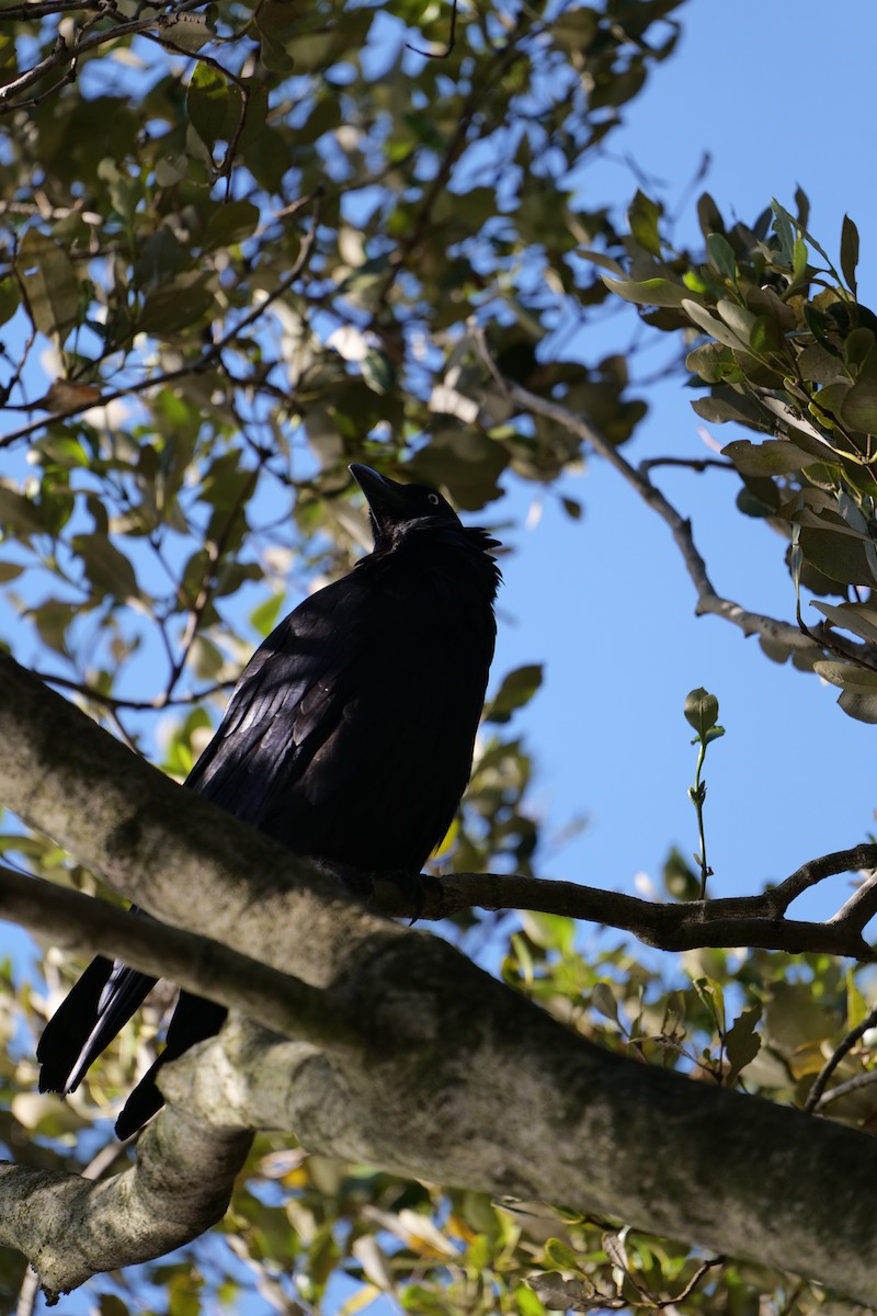 krkavec australský - ML646319340