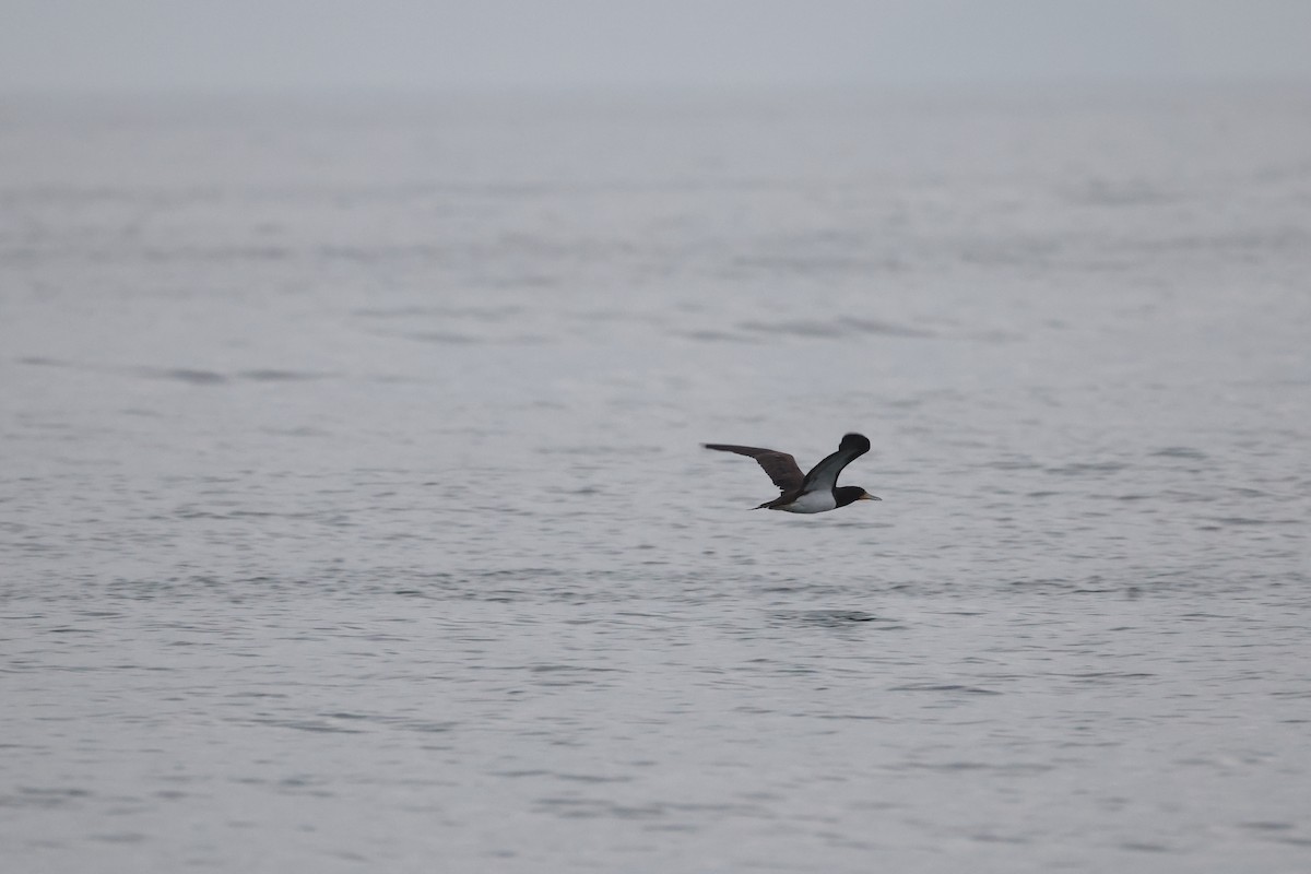 Brown Booby (Atlantic) - ML646319343