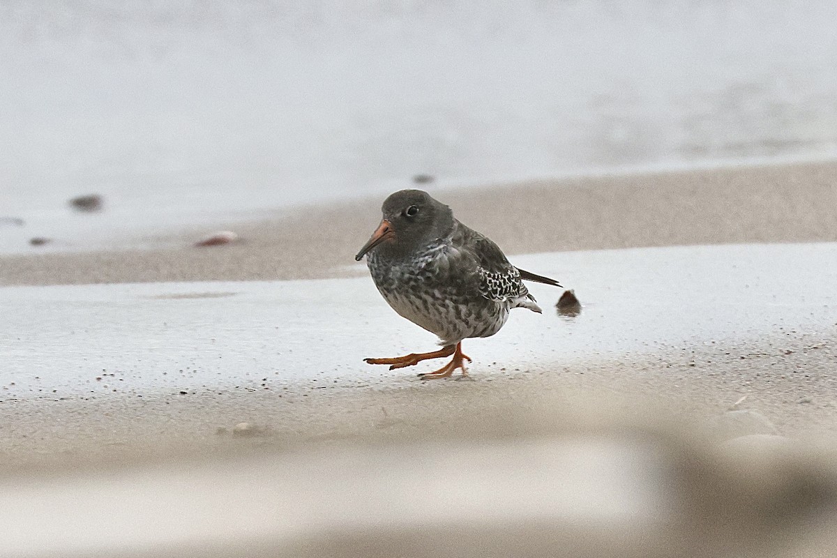 Purple Sandpiper - ML646319344