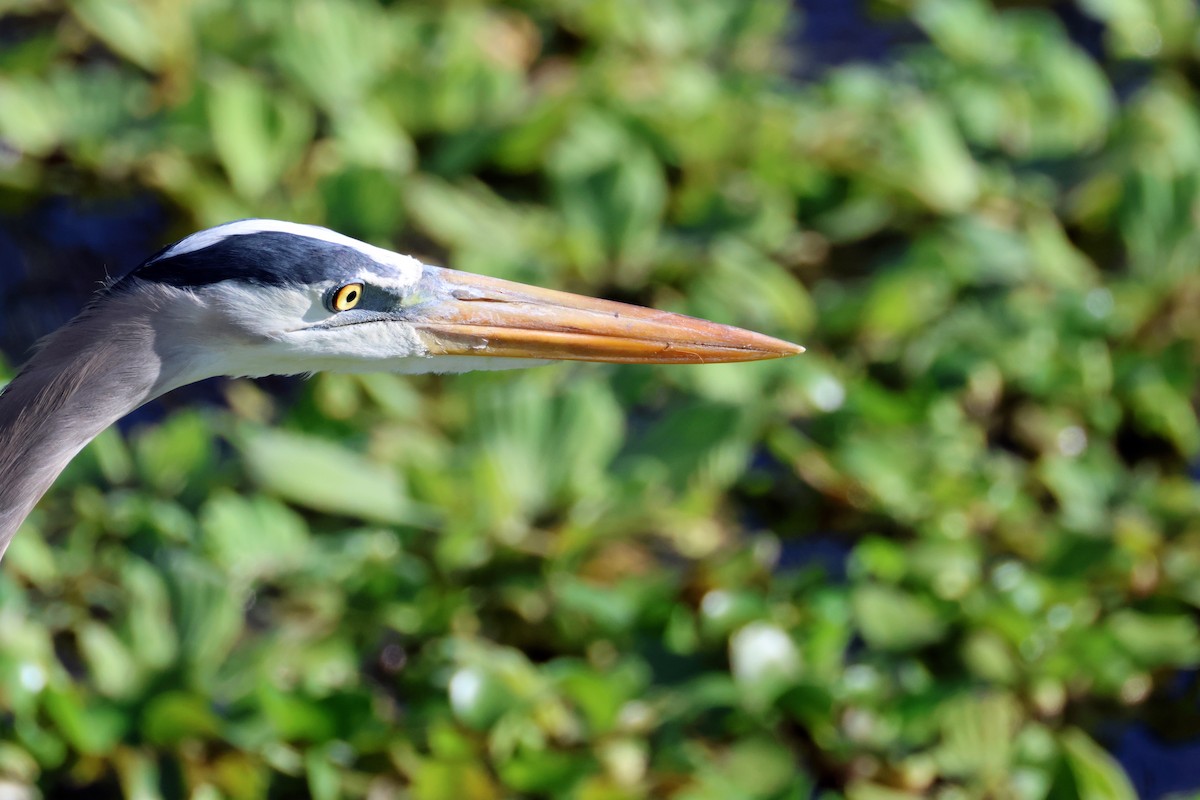 volavka velká - ML646319345