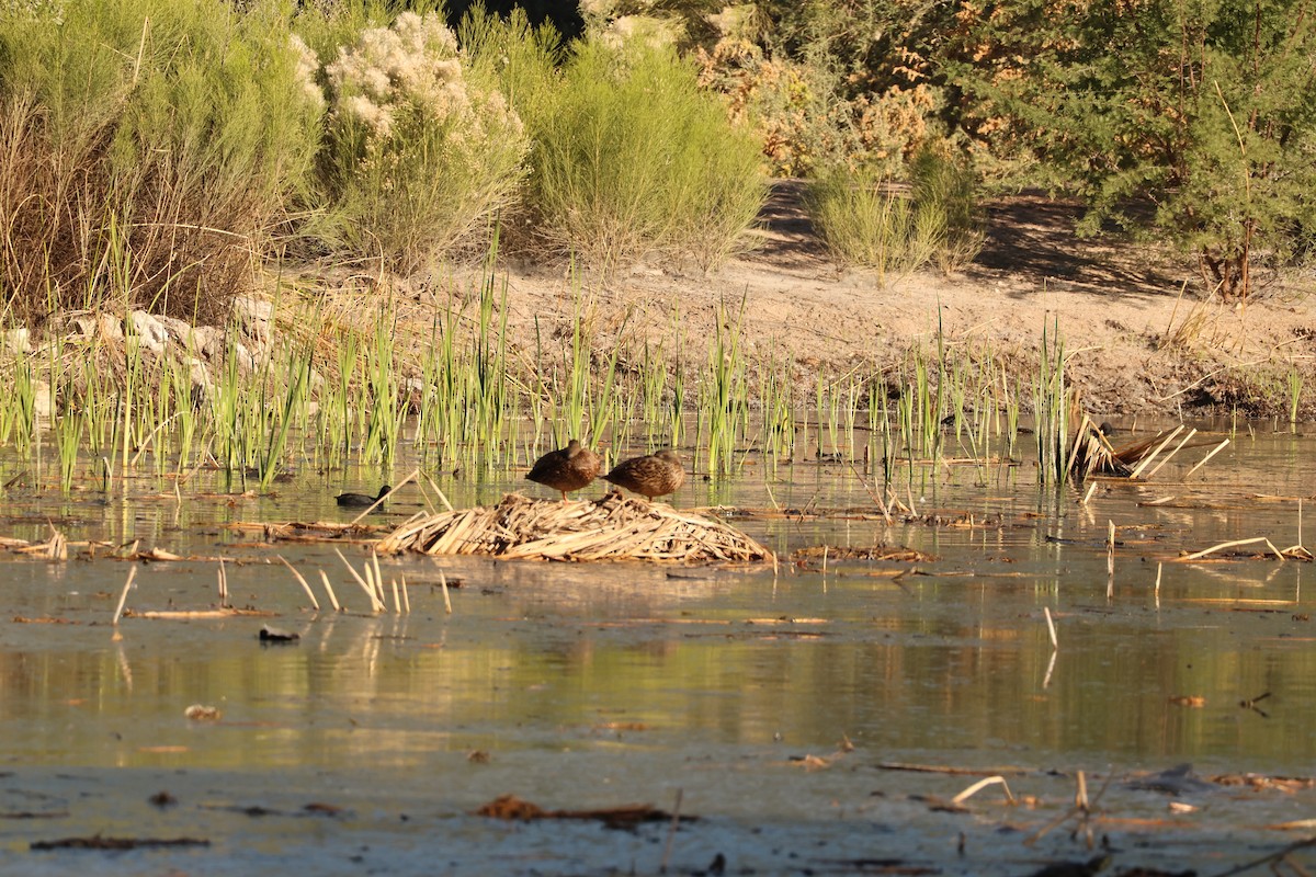 Mexican Duck - ML646319346