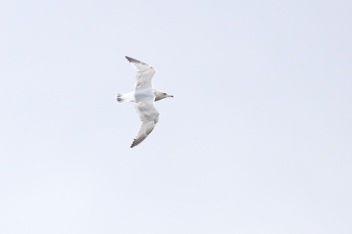 Iceland Gull (Thayer's) - ML646319347