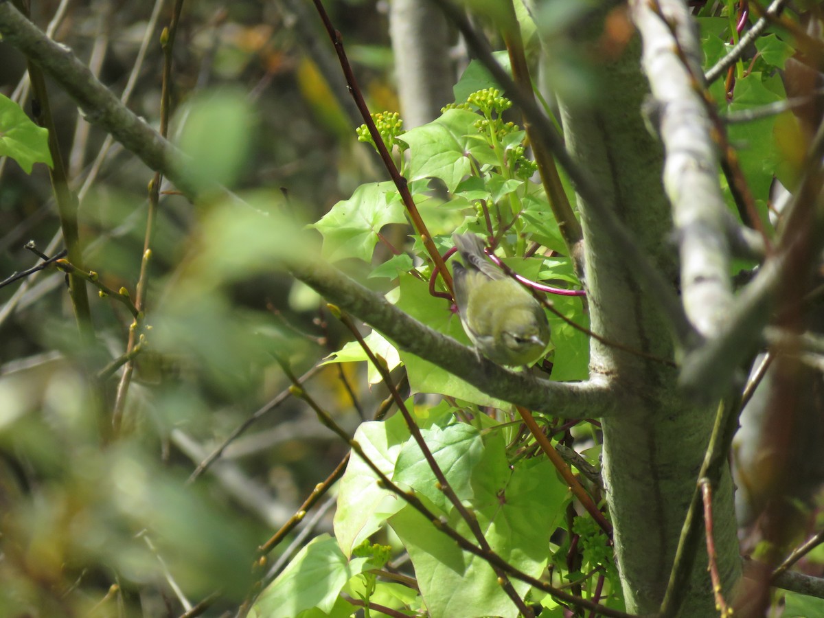 Tennessee Warbler - ML646319352