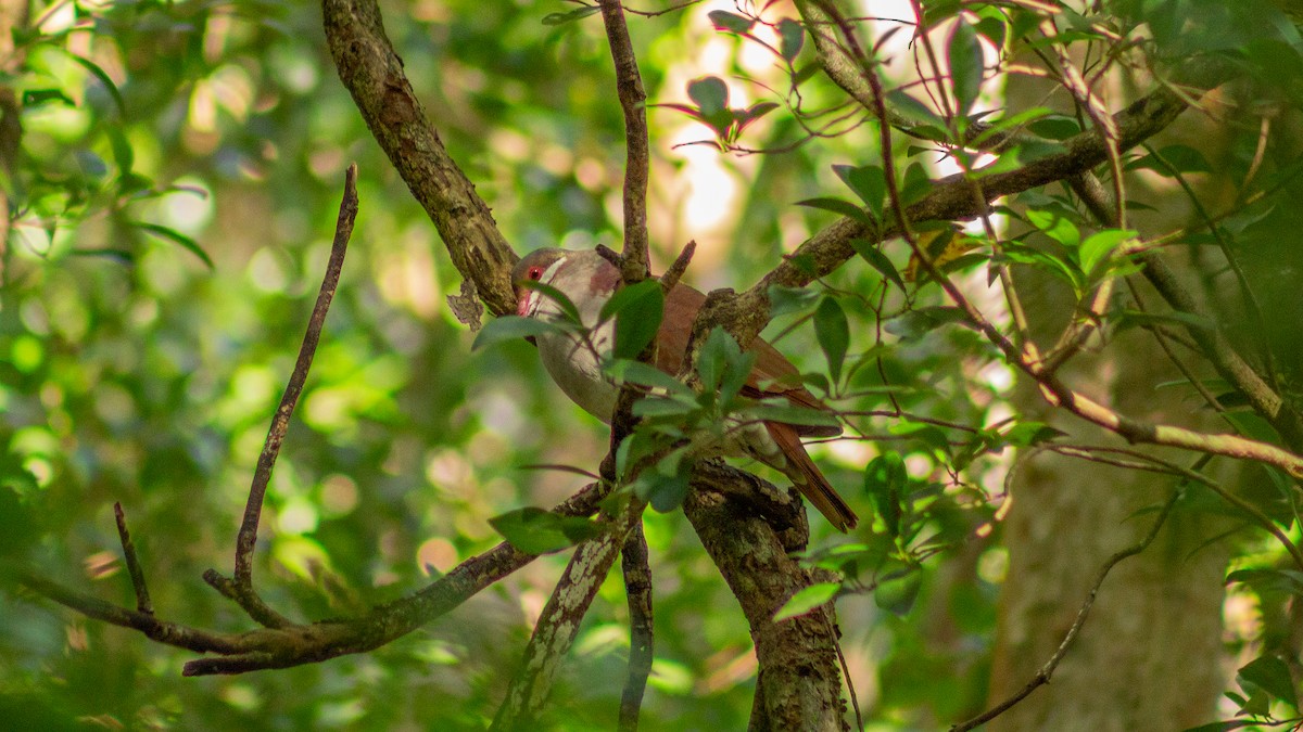 Key West Quail-Dove - ML646319353