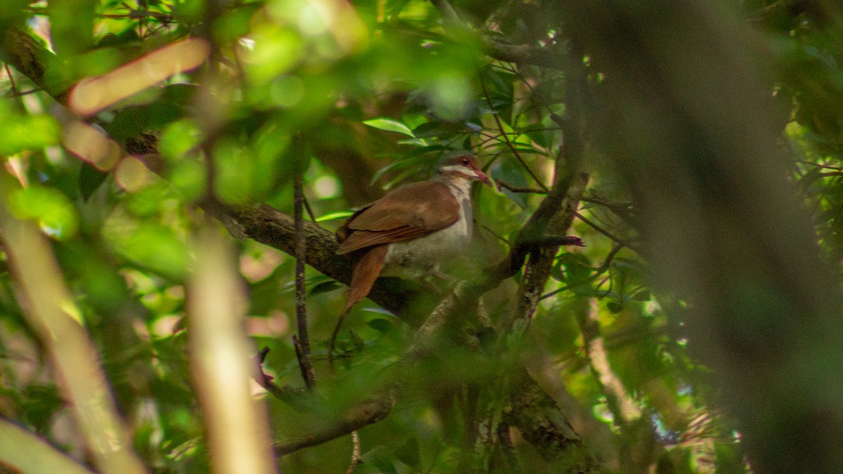 Key West Quail-Dove - ML646319354