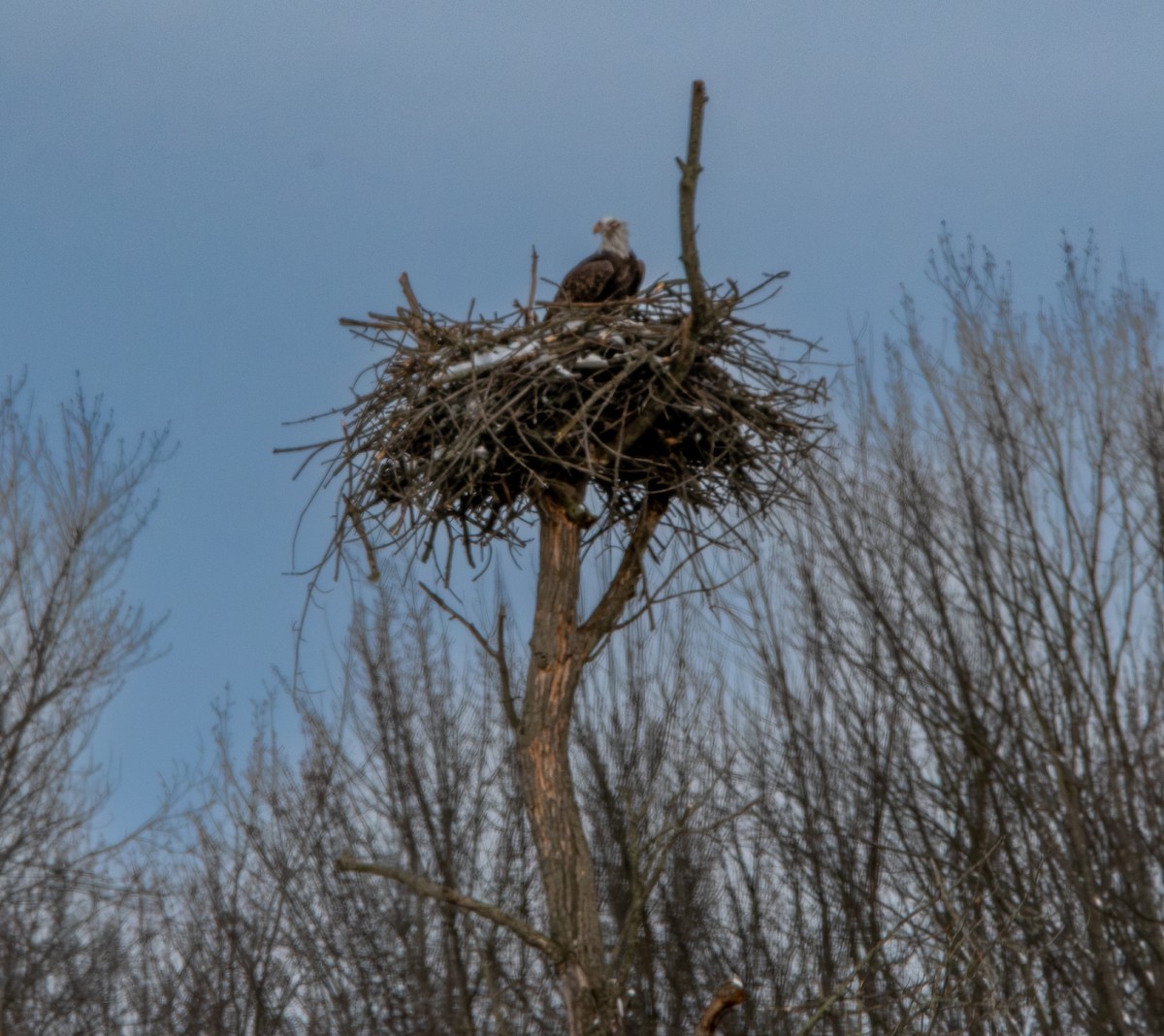 orel bělohlavý - ML646319355