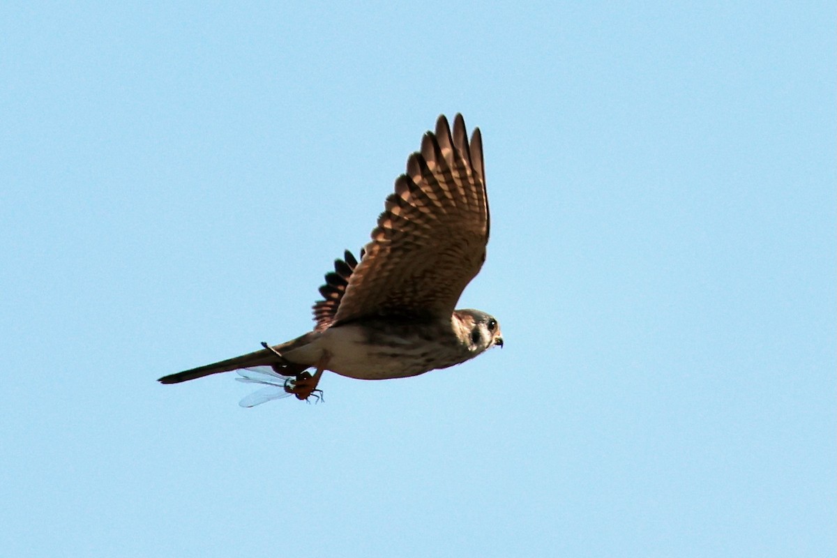 poštolka pestrá - ML646319358