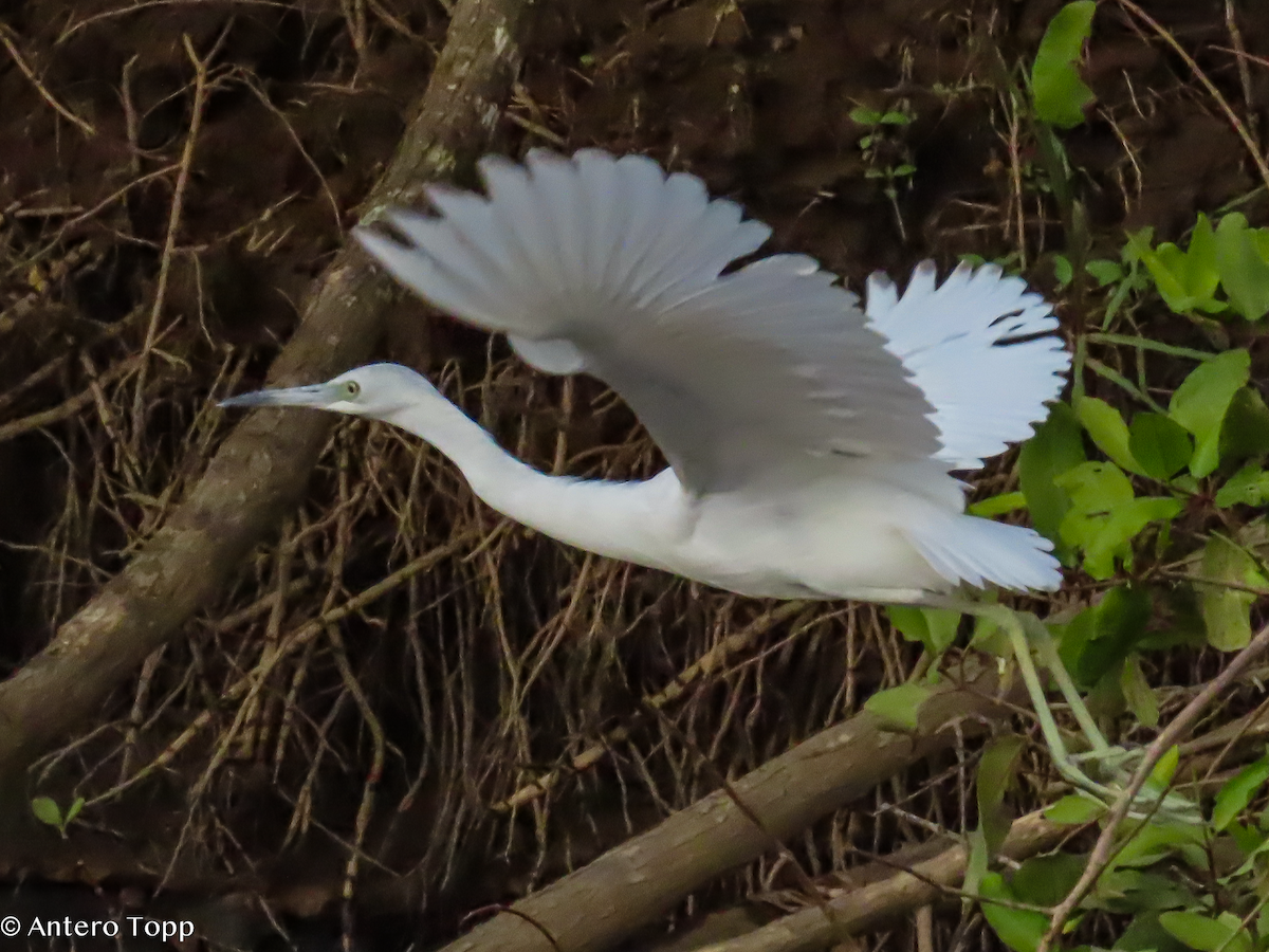 Little Blue Heron - ML646319361