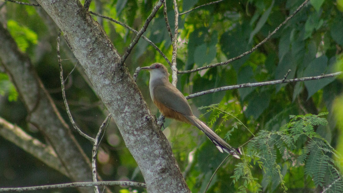 Puerto Rican Lizard-Cuckoo - ML646319364