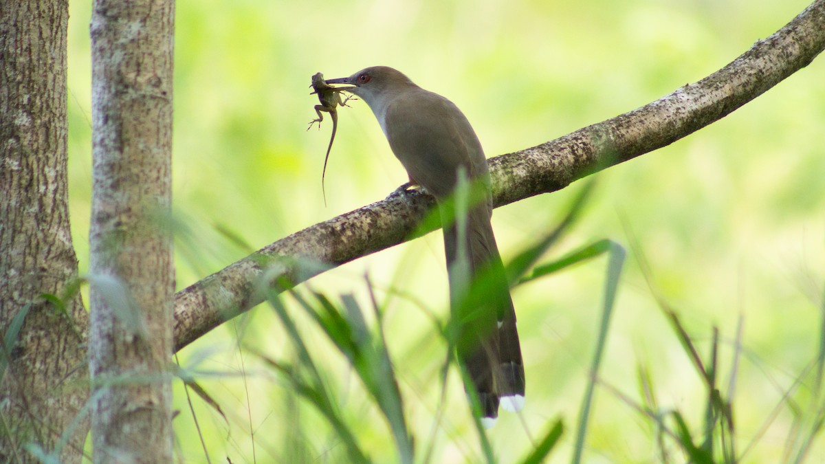 Puerto Rican Lizard-Cuckoo - ML646319365