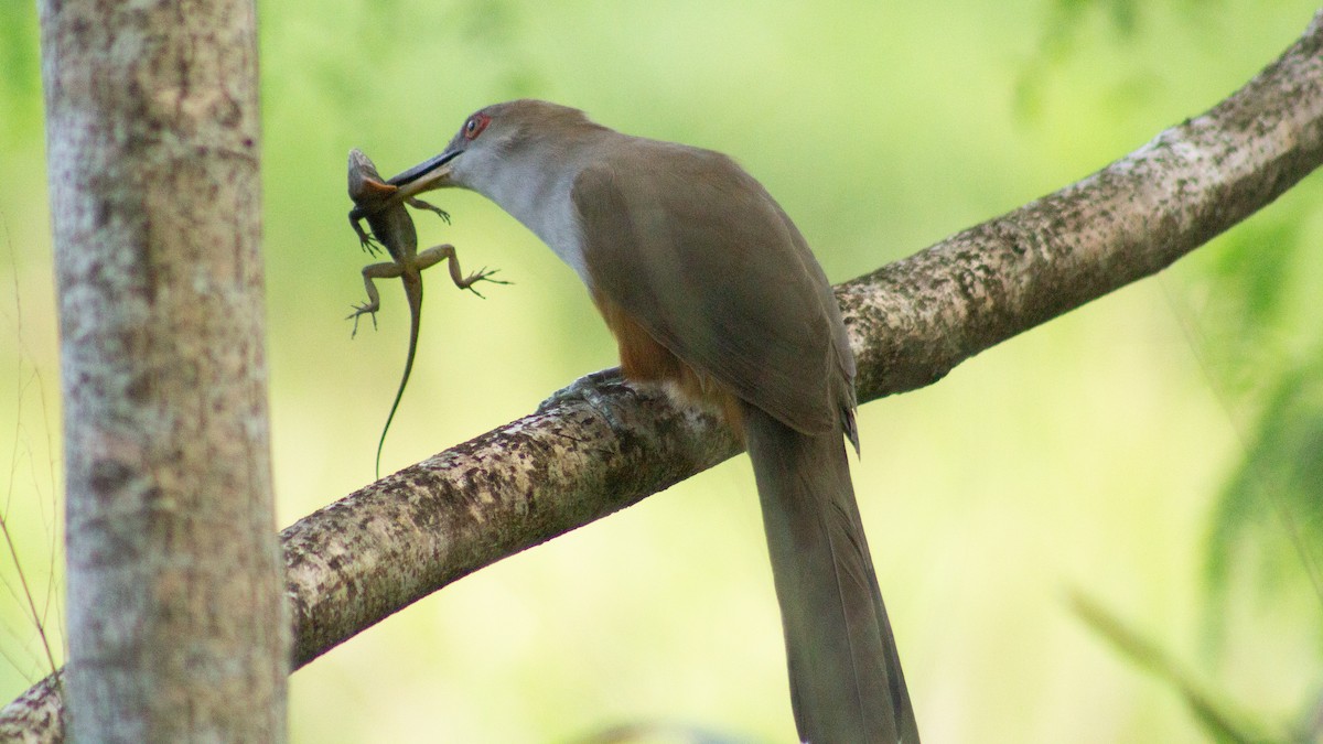 Puerto Rican Lizard-Cuckoo - ML646319366