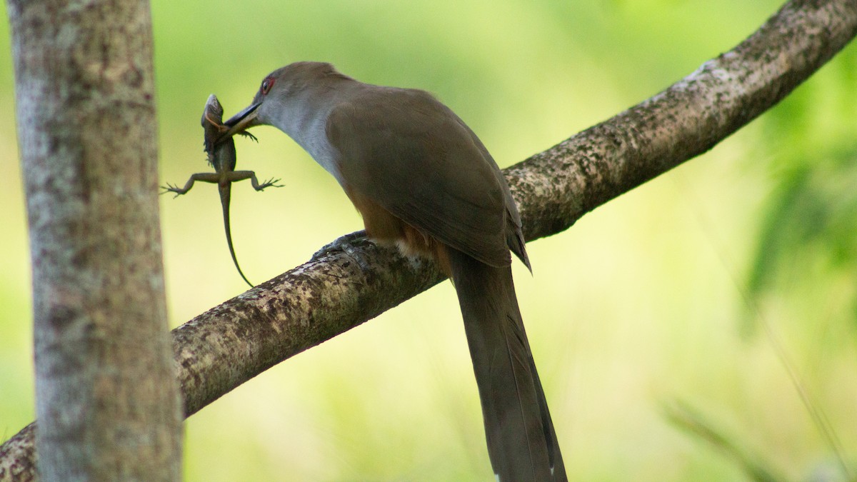 Puerto Rican Lizard-Cuckoo - ML646319367