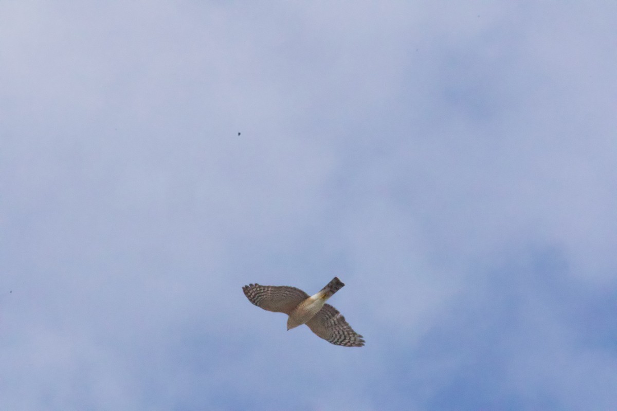 Amerika Atmacası - ML646319368