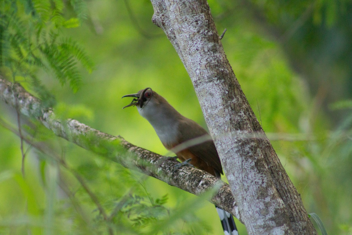 Puerto Rican Lizard-Cuckoo - ML646319369