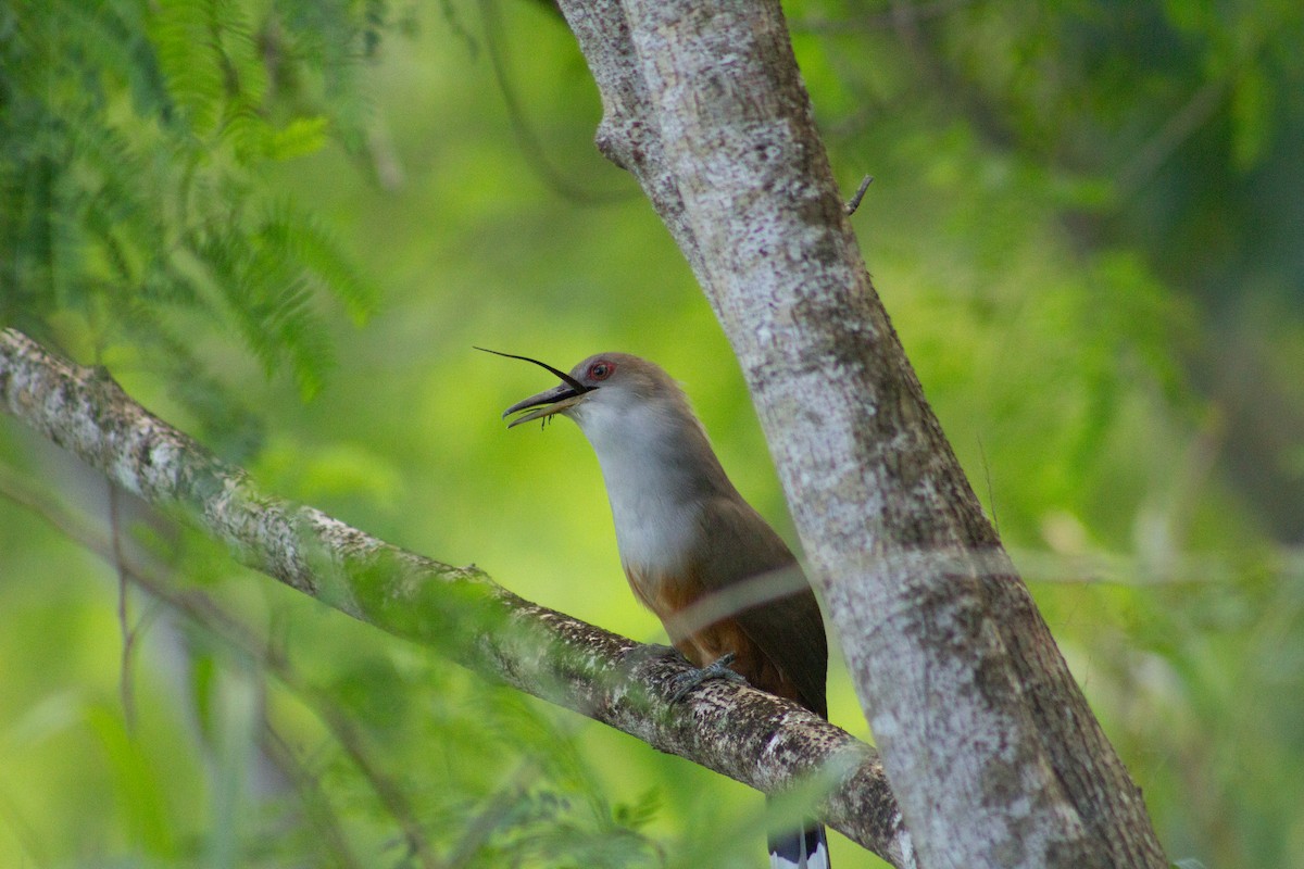 Puerto Rican Lizard-Cuckoo - ML646319370