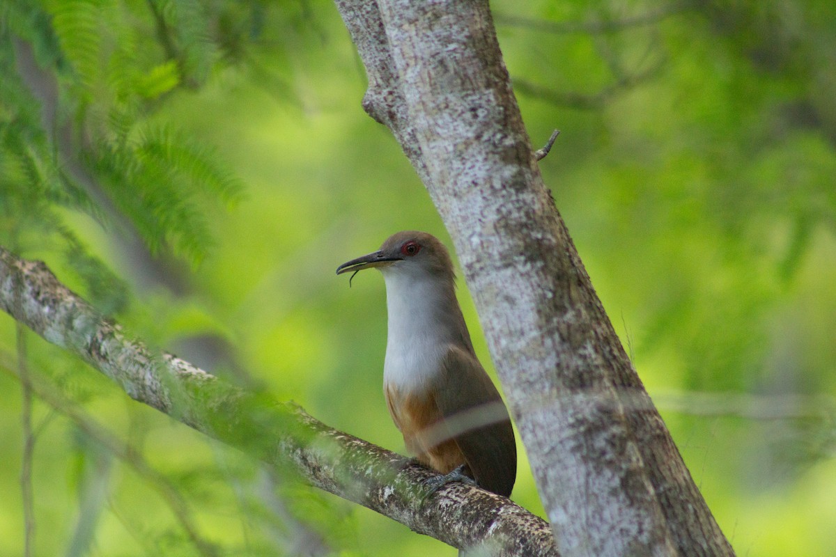 Puerto Rican Lizard-Cuckoo - ML646319371