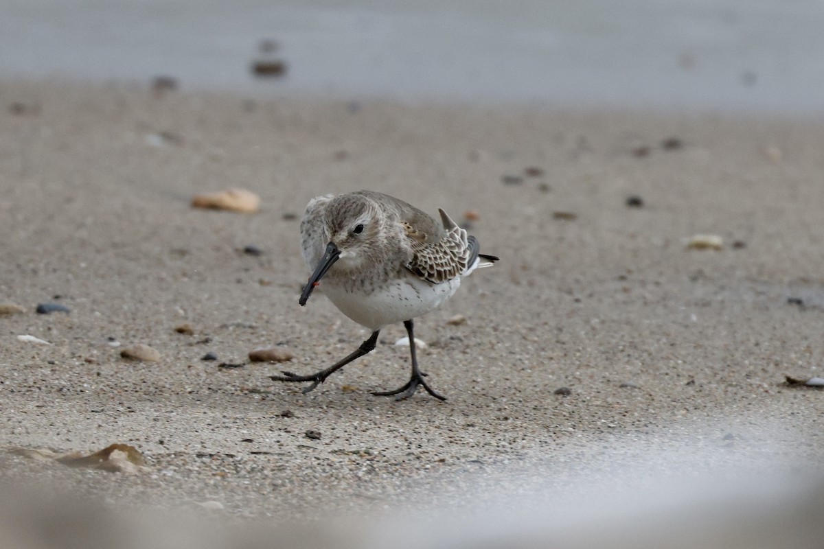 Dunlin - ML646319372