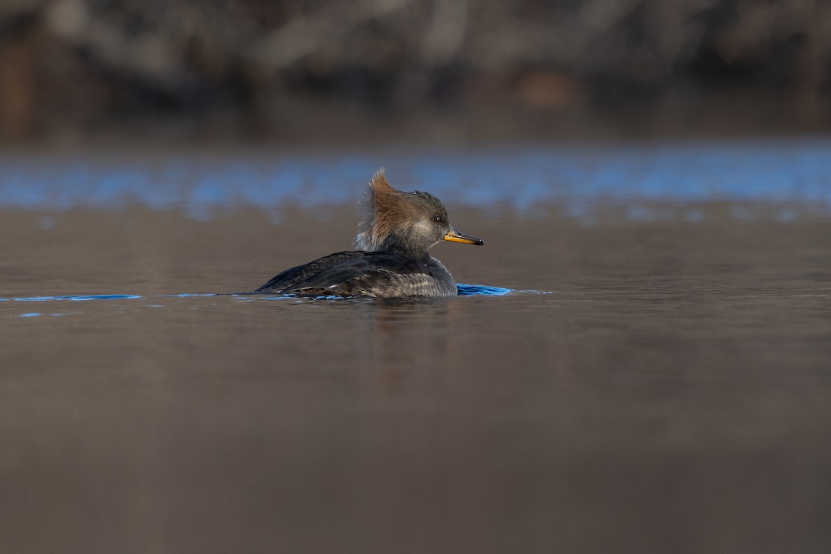Hooded Merganser - ML646319375