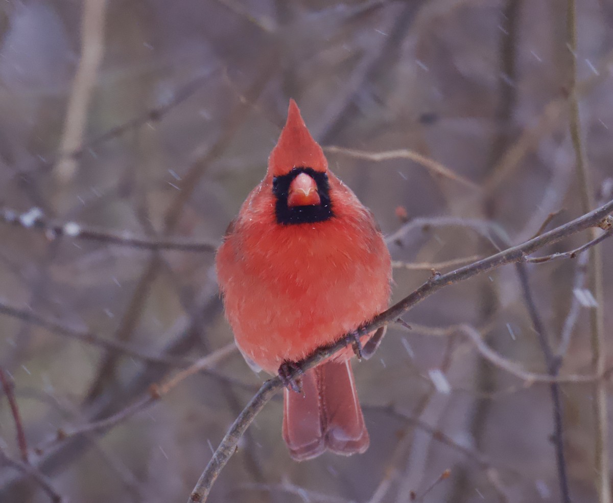 Northern Cardinal - ML646319377