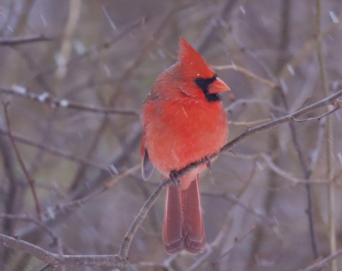 Northern Cardinal - ML646319379