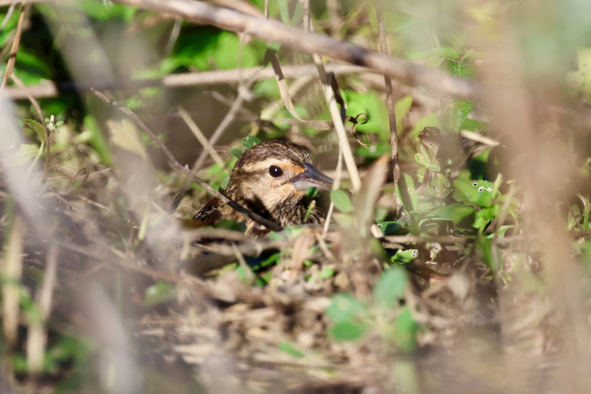 vlhovec červenokřídlý - ML646319380