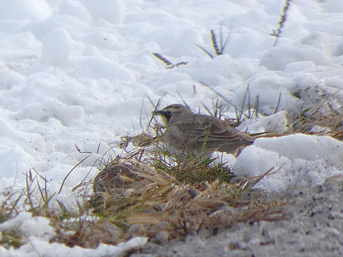 ハマヒバリ - ML646319383