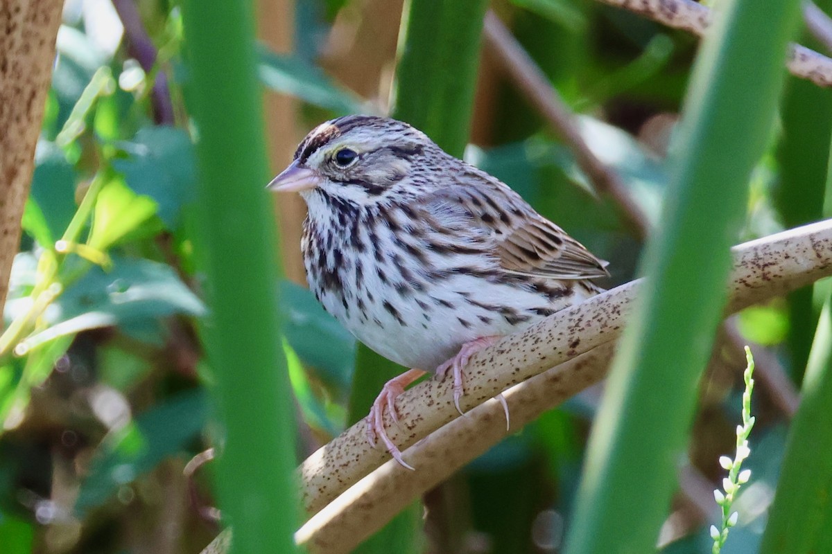 strnadec luční - ML646319386