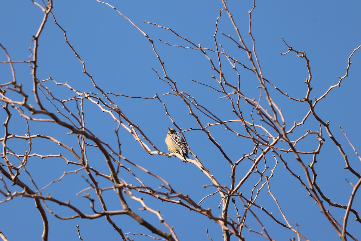 Gila Woodpecker - ML646319389