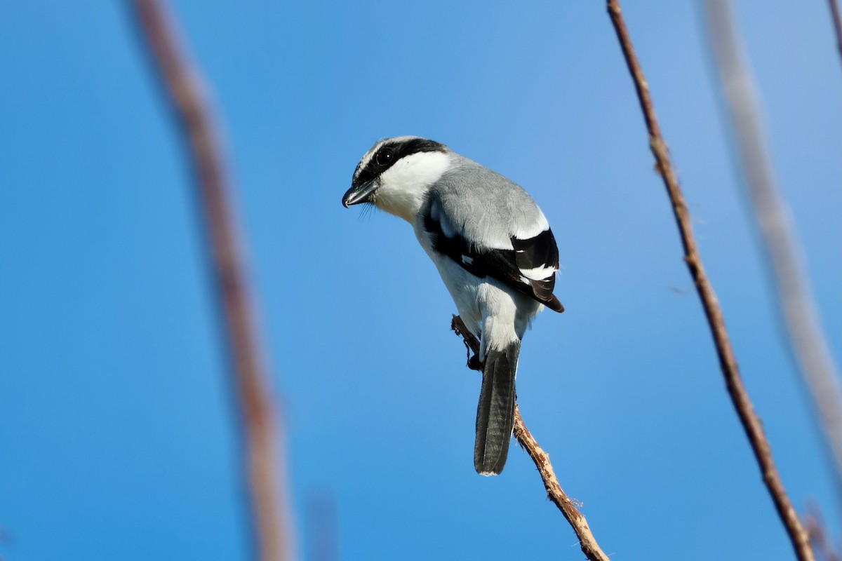 ťuhýk americký - ML646319391