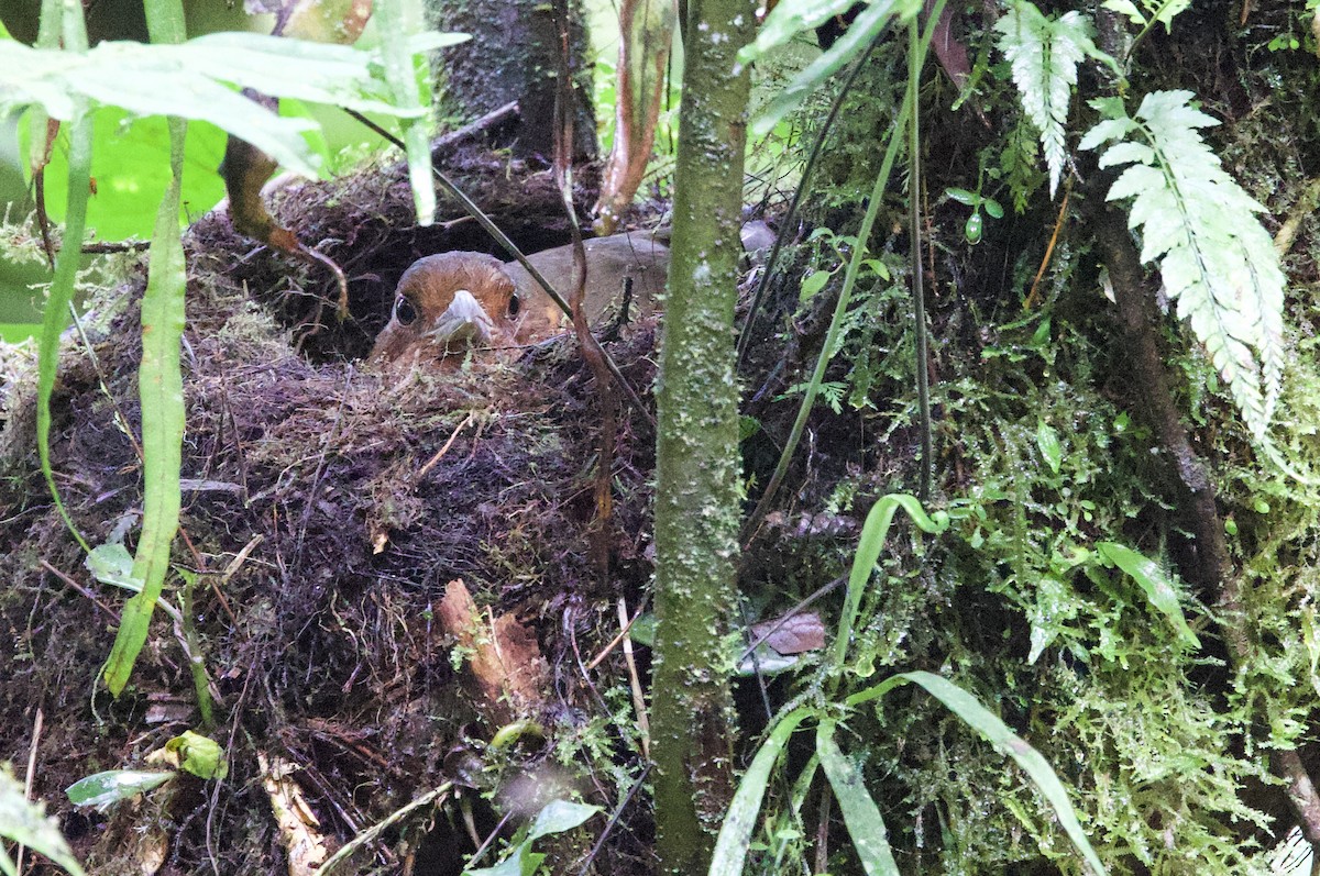 Giant Antpitta - ML646319393