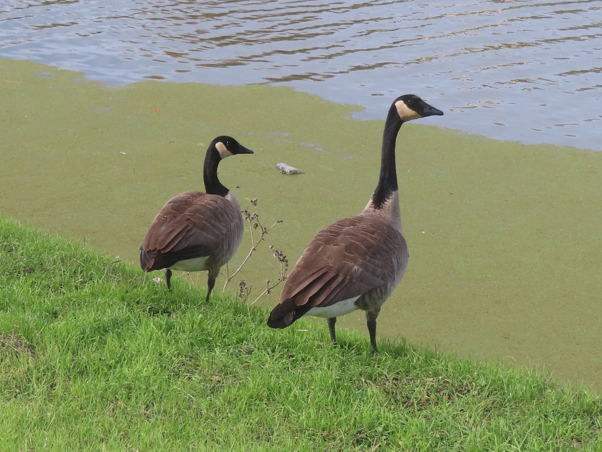 Oca canadese maggiore - ML646319395